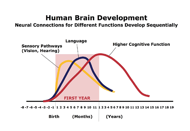 Graphic of Human Brain Development